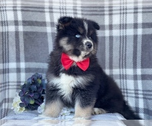 Pomeranian-Pomsky Mix Puppy for sale in LAKELAND, FL, USA