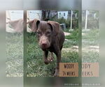 Small Labrador Retriever Mix