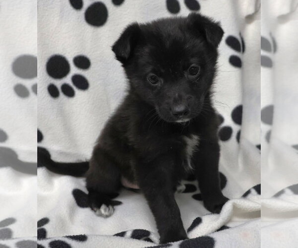 Medium Photo #4 Shepradors Puppy For Sale in Princeton, MN, USA