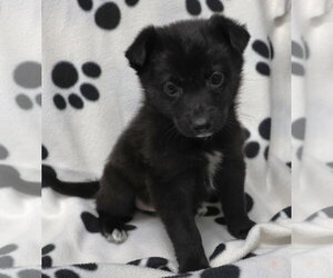 Lydia - Female Shepradors Dog for Adoption - Photo #4