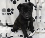 Small Photo #4 Shepradors Puppy For Sale in Princeton, MN, USA