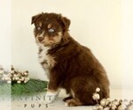 Small #2 Australian Shepherd