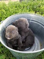 Medium Labrador Retriever