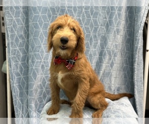 Miniature Labradoodle Puppy for sale in LAKELAND, FL, USA