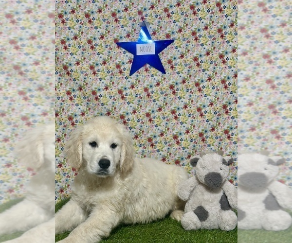 Medium Photo #2 Golden Retriever Puppy For Sale in COLTON, CA, USA