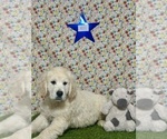 Small #1 Golden Retriever