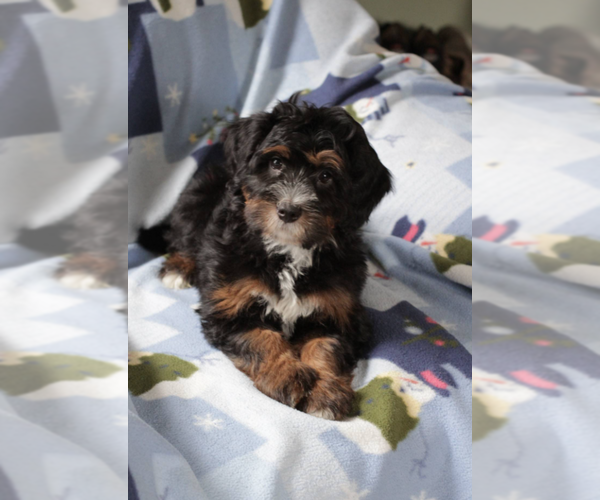 Medium Photo #4 Bernedoodle (Miniature) Puppy For Sale in MILWAUKEE, WI, USA