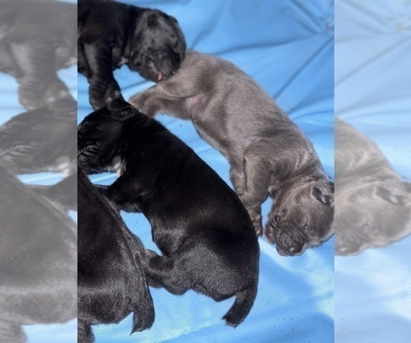 Medium Photo #16 Cane Corso Puppy For Sale in ANDERSON, IN, USA