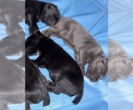 Small #15 Cane Corso