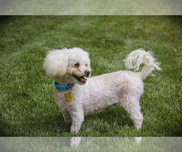 Medium Photo #6 Poodle (Miniature) Puppy For Sale in Sandy, UT, USA