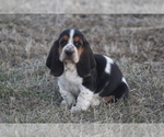 Small #6 Basset Hound