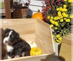 Small Photo #32 Australian Shepherd Puppy For Sale in RUSSELL, IA, USA