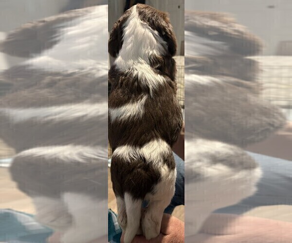 Medium Photo #2 English Springer Spaniel Puppy For Sale in TUALATIN, OR, USA