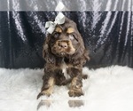 Puppy AKC Butch Cocker Spaniel
