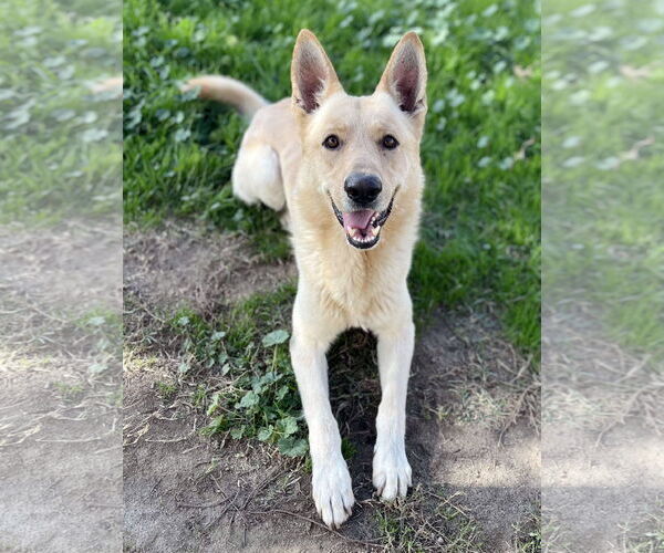 Medium Photo #2 German Shepherd Dog Puppy For Sale in Phoenix, AZ, USA