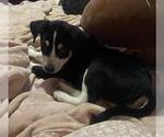 Small Siberian Husky Mix
