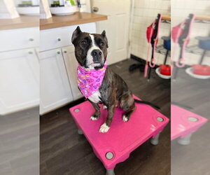 American Staffordshire Terrier-Unknown Mix Dogs for adoption in St. Ann, MO, USA