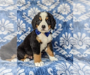 Bernese Mountain Dog Puppy for sale in QUARRYVILLE, PA, USA