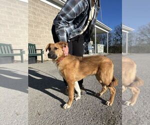 Paisley - Female Great Pyrenees-Unknown Mix Dog for Adoption - Photo #3