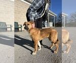 Small Photo #3 Great Pyrenees-Unknown Mix Puppy For Sale in Silver Spring, MD, USA