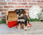 Small #4 Schnauzer (Miniature)