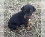 Small #1 Doberman Pinscher