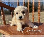 Small #7 Poovanese