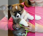 Small #6 Pembroke Welsh Corgi