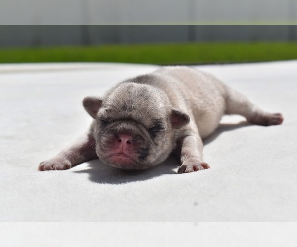 Medium Photo #2 Pug Puppy For Sale in PALM COAST, FL, USA