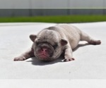 Small #1 Pug