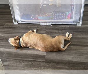Momma - Female Mountain Cur-Rhodesian Ridgeback Mix Dog for Adoption - Photo #12