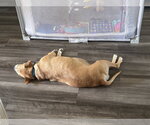Small #11 Mountain Cur-Rhodesian Ridgeback Mix