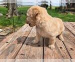 Small #5 Goldendoodle