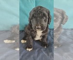 Small Photo #3 Bernedoodle Puppy For Sale in NASHVILLE, TN, USA
