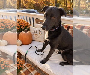 Ernie - Male Labrador Retriever-Unknown Mix Dog for Adoption - Photo #10