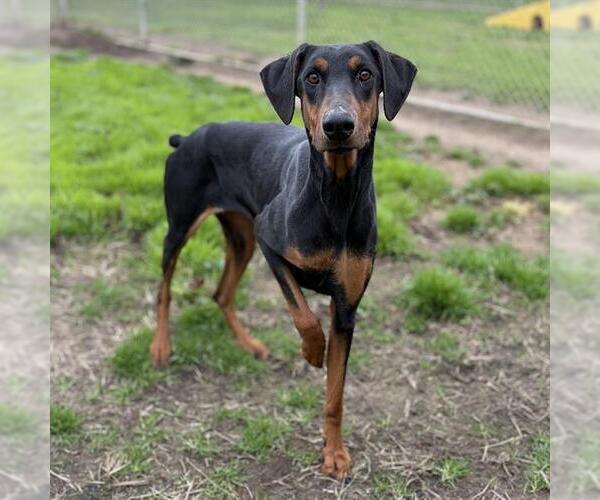 Medium Photo #1 Doberman Pinscher Puppy For Sale in Modesto, CA, USA
