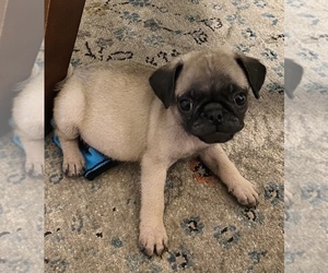 Pug Puppy for sale in SOUTH PASADENA, CA, USA