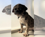 Small Photo #6 Pug Puppy For Sale in CHICAGO, IL, USA