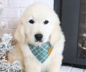English Cream Golden Retriever Puppy for Sale in BOSWELL, Indiana USA