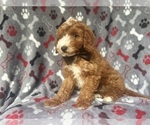 Small #7 Cavapoo
