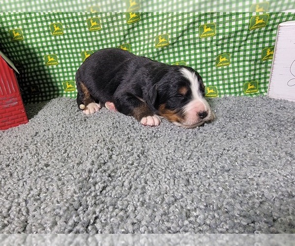 Medium Photo #34 Bernese Mountain Dog Puppy For Sale in BLACK FOREST, CO, USA