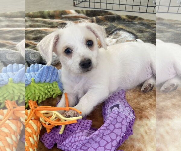 Medium Photo #3 Mutt Puppy For Sale in Menifee, CA, USA