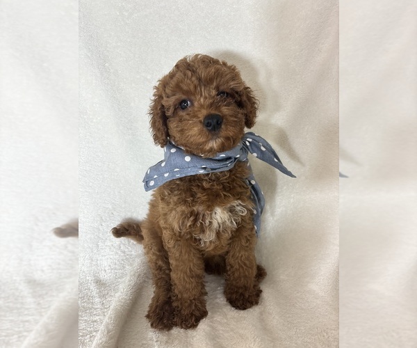 Medium Photo #2 Goldendoodle (Miniature) Puppy For Sale in GREENFIELD, IN, USA