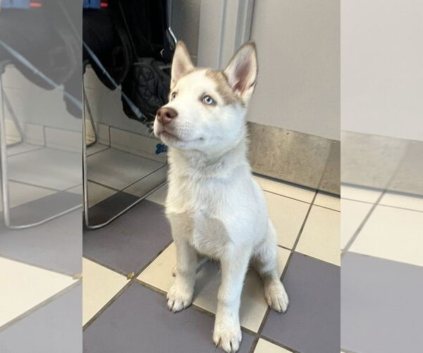 Medium Photo #3 Siberian Husky-Unknown Mix Puppy For Sale in Rochester, NY, USA
