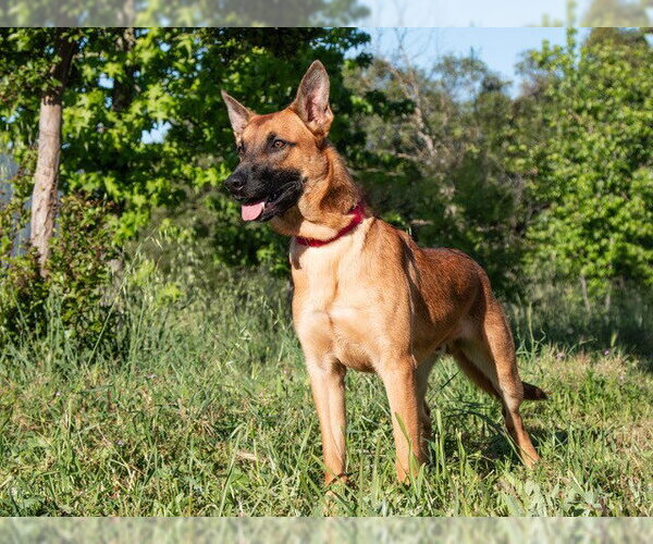 Medium Photo #2 Mutt Puppy For Sale in San Andreas, CA, USA