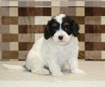 Small #2 Cavapoo (Miniature)