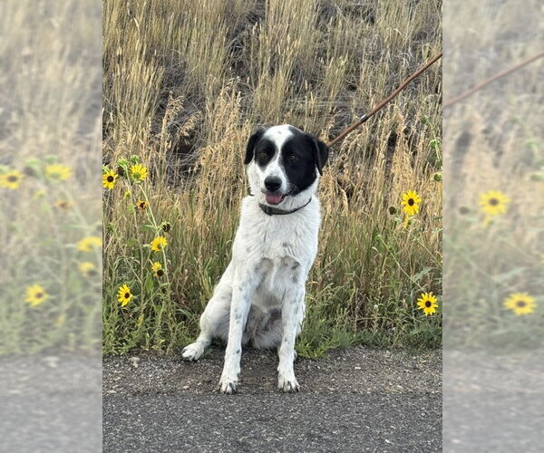 Medium Photo #4 Border Kelpie Puppy For Sale in MIDWAY, UT, USA