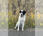 Small #3 Border Kelpie
