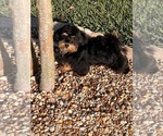 Small #2 Havanese