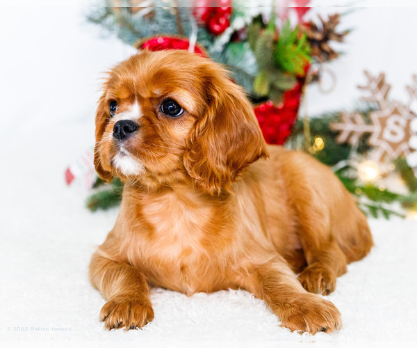 Medium Photo #6 Cavalier King Charles Spaniel Puppy For Sale in WAKARUSA, IN, USA